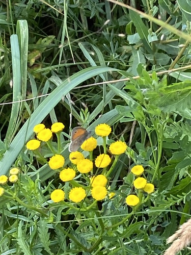 Small Heath