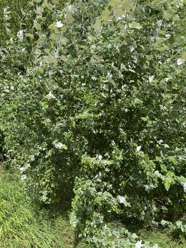 white poplar
