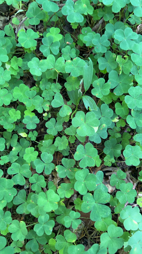 European wood-sorrel