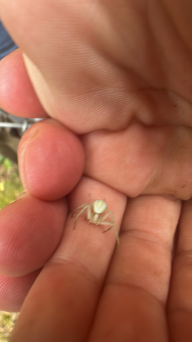 Goldenrod Crab Spider