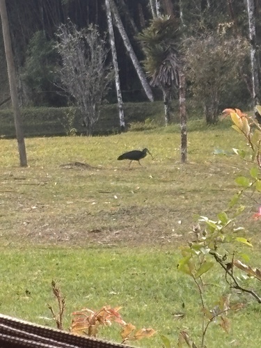 Green Ibis