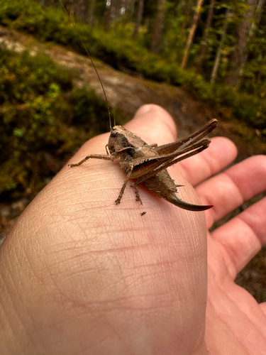 Dark Bush-cricket