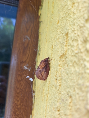 Drinker Moth