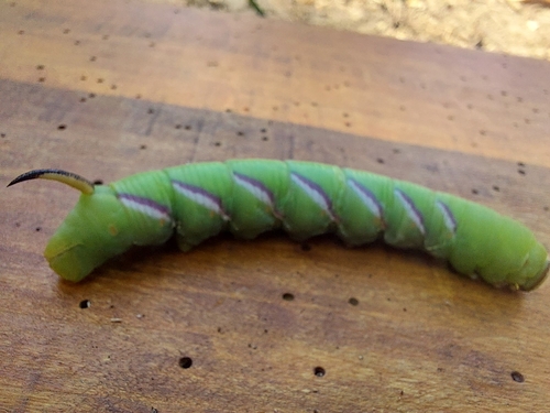 Privet Hawkmoth