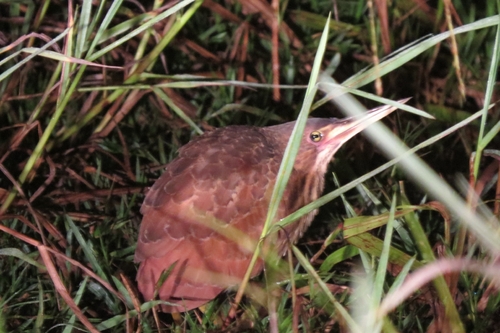 Cinnamon Bittern