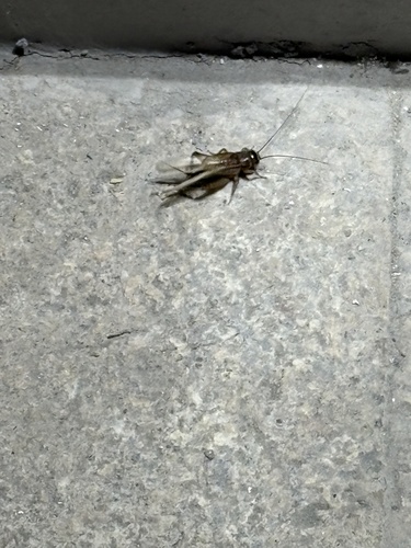 Svercacheta siamensis