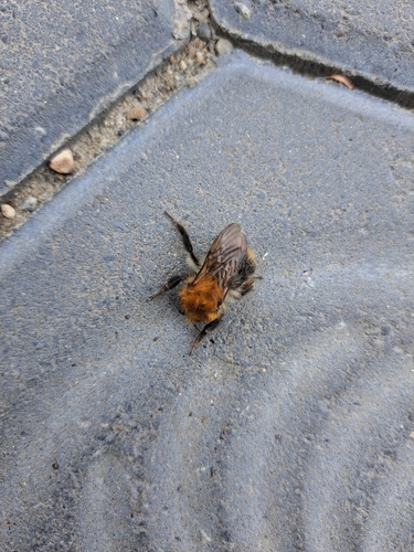 Common Carder Bumble Bee