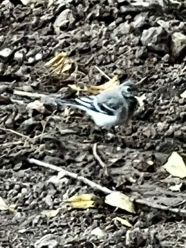 White Wagtail