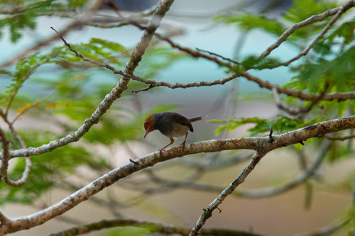 Ashy Tailorbird