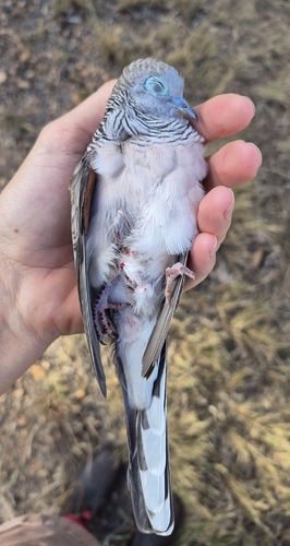 Peaceful Dove