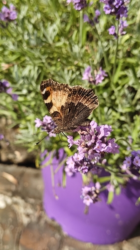 Small Tortoiseshell