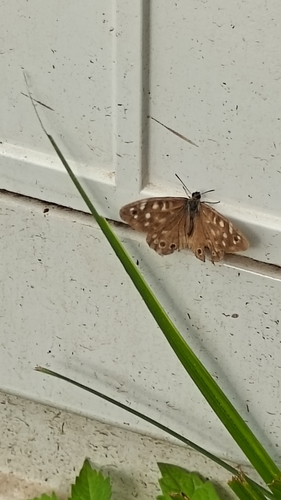Speckled Wood