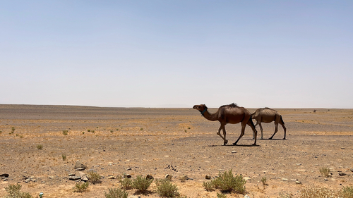 Dromedary Camel