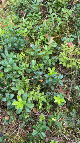 Lingonberry