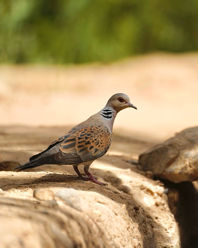 European Turtle-Dove