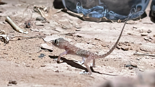 Anderson's Short-fingered Gecko
