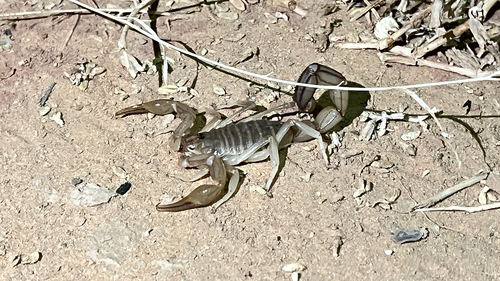 African fattail scorpion