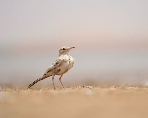 Greater Hoopoe-Lark