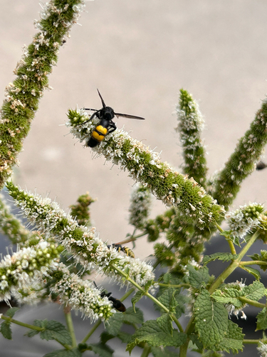 Scolia hirta