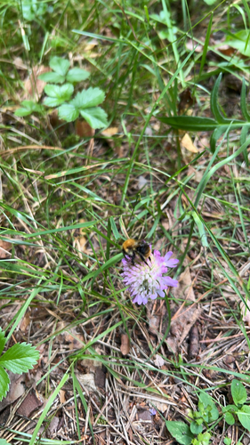 Common Carder Bumble Bee
