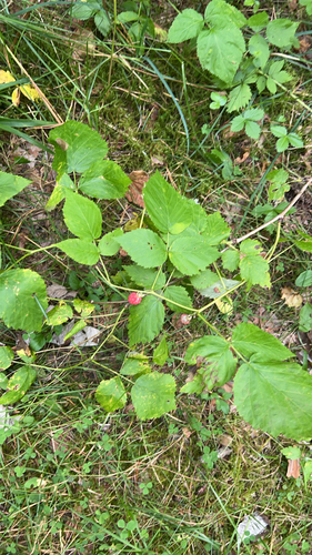 red raspberry