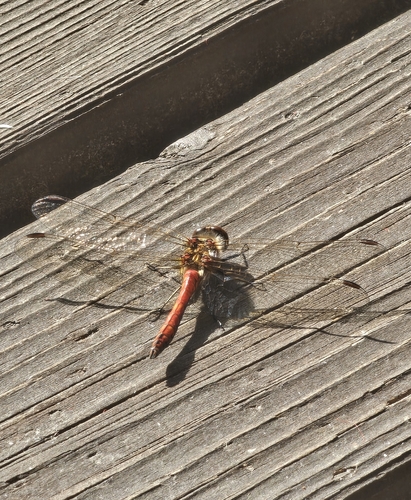 Vagrant Darter