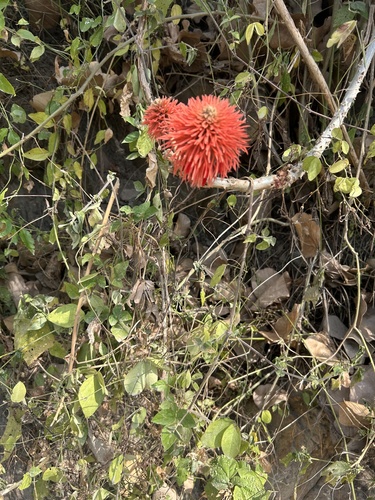 Redhot Poker Tree