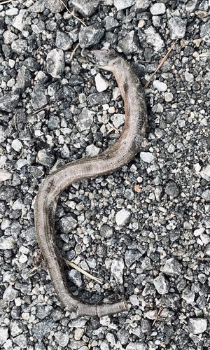 Common Slowworm