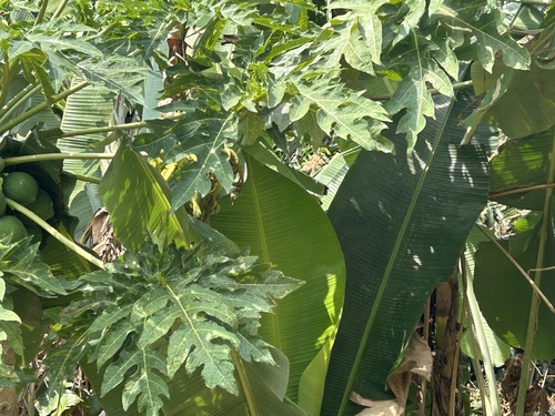 Papaya