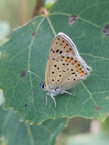 Sooty Copper