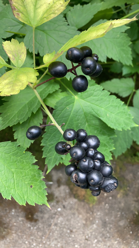 Наблюдение на iNaturalist