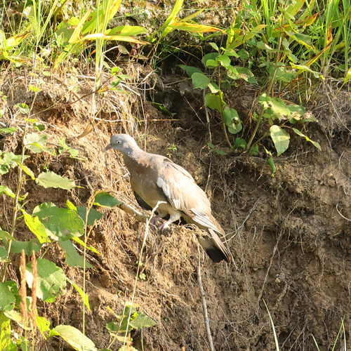 Common Wood-Pigeon