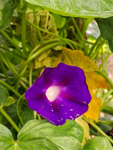 common morning-glory