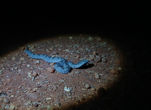 Hump-nosed Viper
