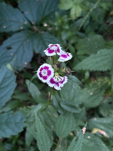 Sweet-William