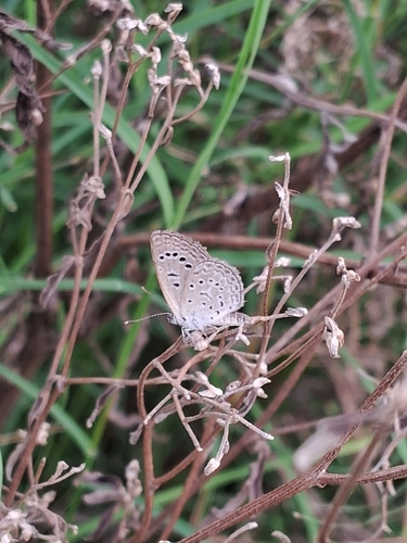 Dark Grass Blue