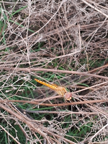 Wandering Glider