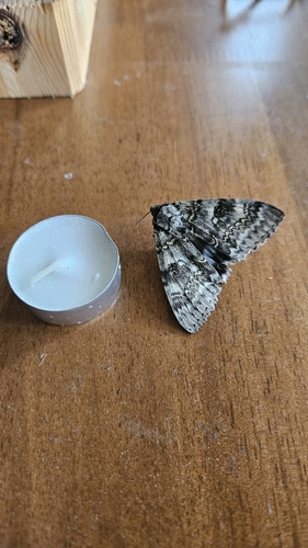 Blue Underwing