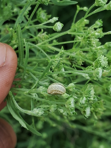 Parthenium beetle