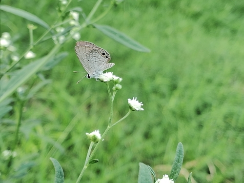 Gram Blue