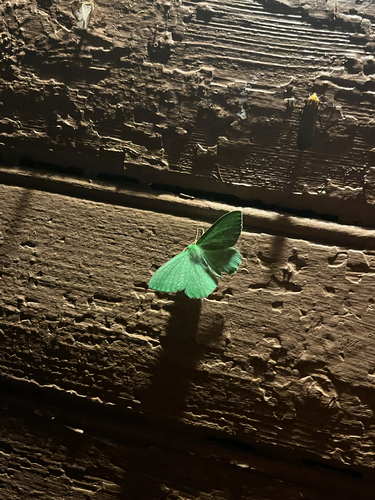 Large Emerald