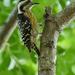 Bornean Grey-capped Pygmy Woodpecker - Photo (c) Chien Lee, all rights reserved, uploaded by Chien Lee