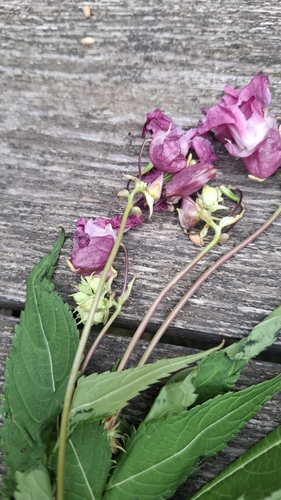 Himalayan balsam