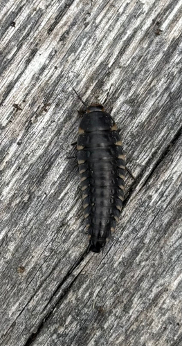Sad Carrion Beetle