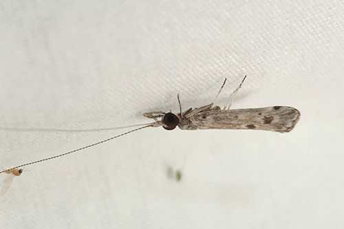 Marilia flexuosa