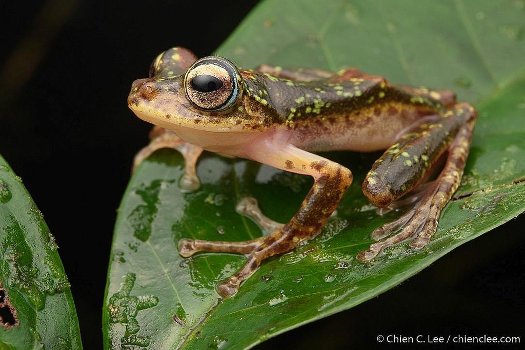 Loka Flying Frog