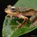 Loka Flying Frog - Photo (c) Chien Lee, all rights reserved, uploaded by Chien Lee
