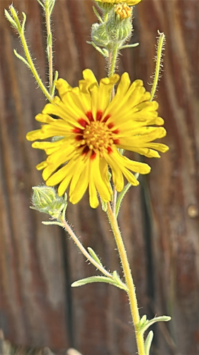 Common Madia