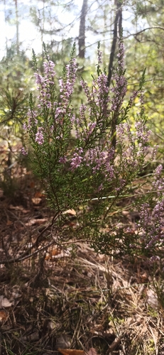 common heather
