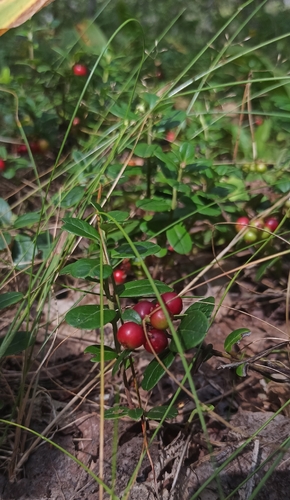 Lingonberry